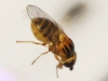 Thaumatomyia sp. ? 2/2 Thaumatomyia sp. ? 2/2