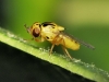 Thaumatomyia sp. Thaumatomyia sp.