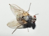 Therobia leonidei (Mesnil, 1965)