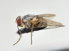Therobia leonidei (Mesnil, 1965)