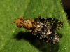 Trypetoptera ?