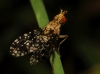 Trypetoptera ? 2/2