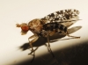 Trypetoptera ? 2/2