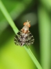 Trypetoptera punctulata (Scopoli, 1763)