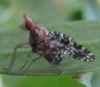 Trypetoptera punctulata (Scopoli, 1763)