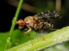 Trypetoptera punctulata (Scopoli, 1763)