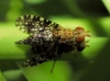 Trypetoptera punctulata (Scopoli, 1763)