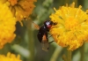 Ulidia sp.
