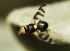 Urophora quadrifasciata (Meigen, 1826)