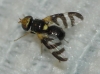 Urophora quadrifasciata (Meigen, 1826)