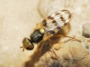 Urophora sp. 2d4