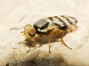 Urophora sp. 3d4