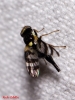 Urophora quadrifasciata