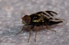 Urophora quadrifasciata