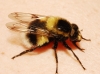 Volucella bombylans (Linnaeus, 1758)