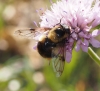 Volucella bombylans (Linnaeus, 1758)