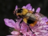Volucella bombylans (Linnaeus, 1758)