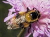 Volucella bombylans (Linnaeus, 1758)
