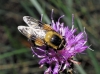 Volucella bombylans (Linnaeus, 1758)