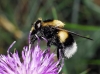 Volucella bombylans (Linnaeus, 1758)