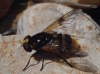 Volucella elegans Loew, 1862