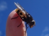 Volucella elegans Loew, 1862