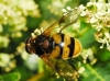 Volucella elegans Loew, 1862