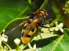Volucella elegans Loew, 1862