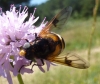 Volucella elegans Loew, 1862