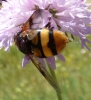 Volucella elegans Loew, 1862