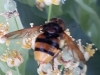 Volucella sp. Volucella sp.