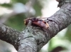 Volucella sp.