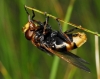 Volucella zonaria (Poda, 1761)