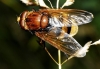 Volucella zonaria (Poda, 1761)