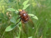 Volucella zonaria (Poda, 1761)