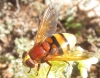 Volucella zonaria (Poda, 1761)