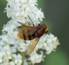 Volucella zonaria (Poda, 1761)