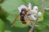 Volucella zonaria (Poda, 1761)