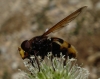 Volucella zonaria (Poda, 1761)
