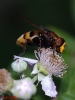 Volucella zonaria (Poda, 1761)