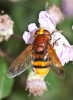 Volucella zonaria (Poda, 1761)