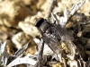 Wagneria sp. ? 1d2