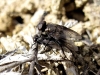 Wagneria sp. ? 2d2