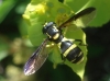 Xanthogramma marginale (Loew, 1854)