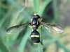 Xanthogramma marginale (Loew, 1854)