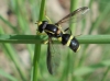 Xanthogramma marginale (Loew, 1854)