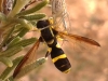 Xanthogramma marginale (Loew, 1854)