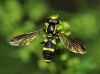 Xanthogramma marginale (Loew, 1854)