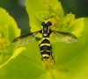 Xanthogramma marginale (Loew, 1854)