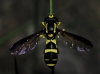 Xanthogramma marginale (Loew, 1854)
